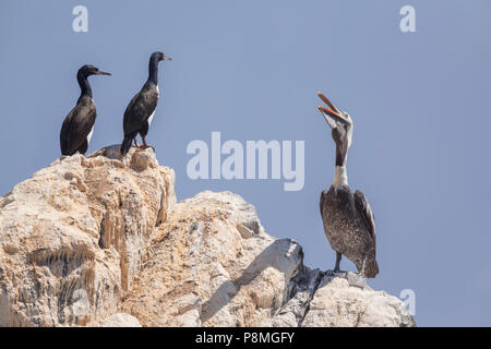 Peruanische Pelikan und zwei guanay Kormorane stehend auf einem Felsen Stockfoto