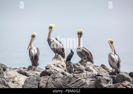 Gruppe von vier peruanische Pelikane und einem neotropis Kormoran auf einem Felsen Stockfoto