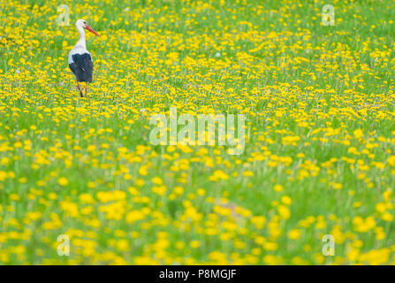 Weißstorch in einem Feld von Löwenzahn Stockfoto