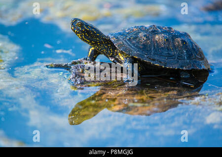 Europäische Sumpfschildkröte Sonnenbaden Stockfoto