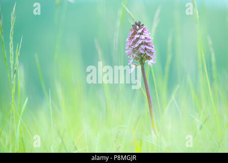 Hybrid von Lady Orchidee und Helm-knabenkraut Orchis x hybrida Stockfoto