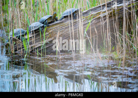 Europäische Teich dosenschildkröten Sonnenbaden Stockfoto