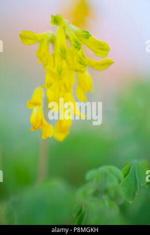 Gelbe Corydalis Stockfoto