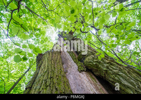 Alte oaktrees im Frühling Stockfoto