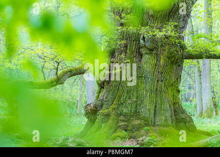 Alte oaktrees im Frühling Stockfoto