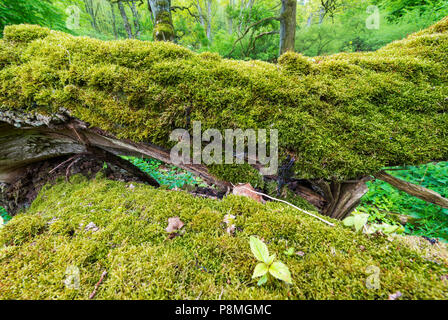 Alte oaktrees im Frühling Stockfoto