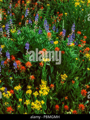 Kreuzkraut, Pinsel, Lupine, Carson-Iceberg Wüste, Stanislaus National Forest, Sierra Nevada, Kalifornien Stockfoto