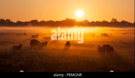 Schafe im Nebel bei einem wunderschönen Sonnenaufgang. Stockfoto