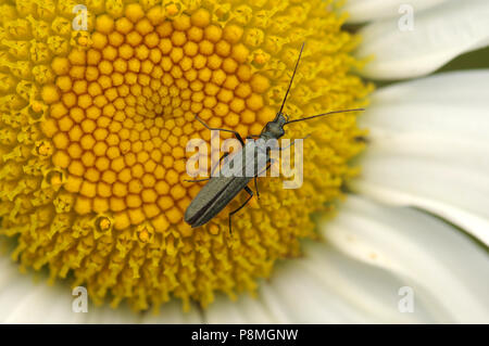 Frauen mit dicken Beinen flower Beetle (Oedemera nobilis) auf Ox-eye Daisy Stockfoto