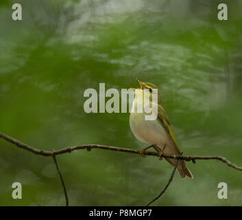 Holz Laubsänger (Phylloscopus sibilatrix) singen in der Zucht Lebensraum Stockfoto