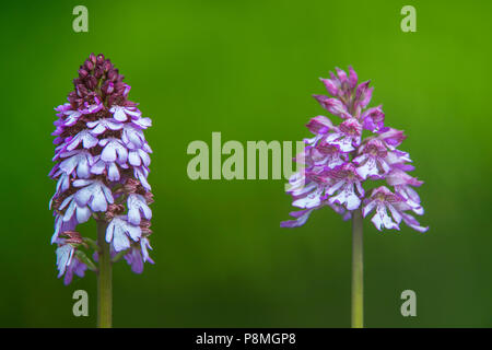 Eine normale Lady Orchidee und eine Hybride von Lady Orchidee und Helm-knabenkraut Orchis x hybrida Stockfoto