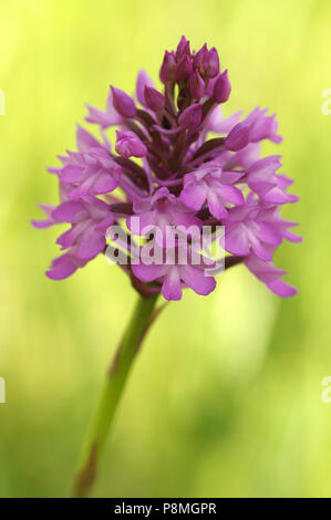 Blüte (Anacamptis pyramidalis) Stockfoto