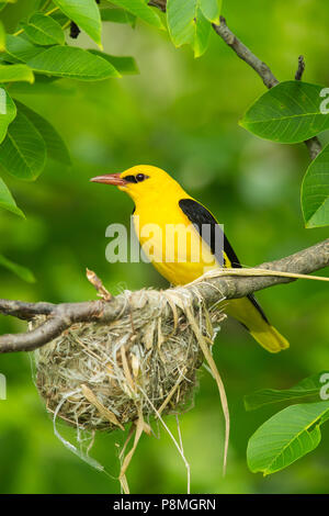 Männliche eurasischen Pirol (Oriolus oriolus) sitzen in der Nähe von Nest Stockfoto