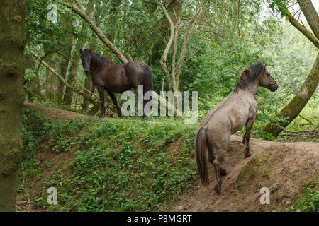 Zwei Konik Pferde in einem Wald Stockfoto