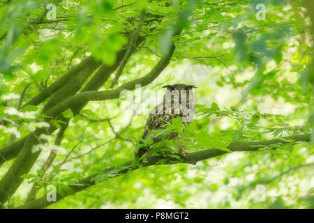 Männliche Eagle-Owl (Bubo bubo) in Zucht Lebensraum Stockfoto