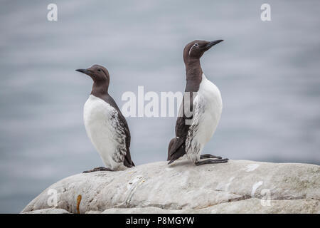 Zwei gemeinsame Trottellummen (Uria aalge) auf einer Klippe. Die auf der rechten Seite ist ein so genanntes Gezügelte Guillemot. Stockfoto