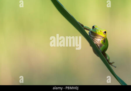 Laubfrosch auf Reed Blatt Stockfoto
