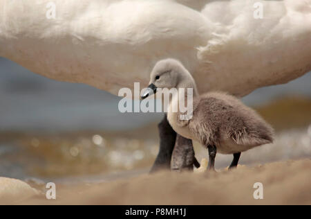 Downy cygnet Neben einem Elternteil Höckerschwan (Cygnus olor) am Strand. Stockfoto