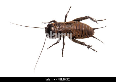 Feld Cricket isoliert gegen einen weißen Hintergrund Stockfoto