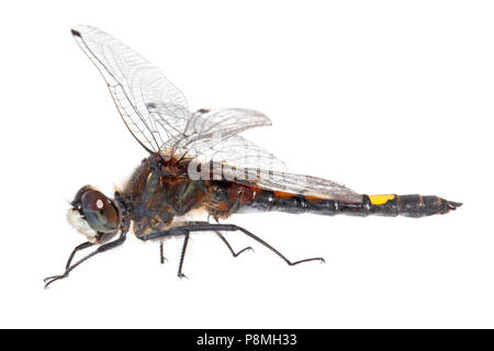 Große, weiße-faced Darter gegen einen weißen Hintergrund isoliert Stockfoto