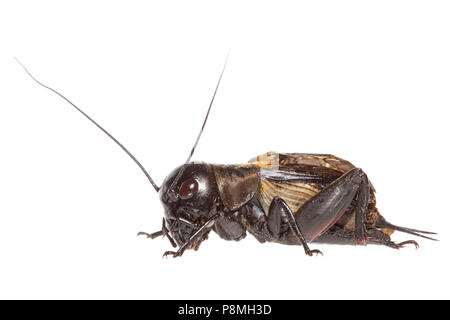 Feld Cricket isoliert gegen einen weißen Hintergrund Stockfoto