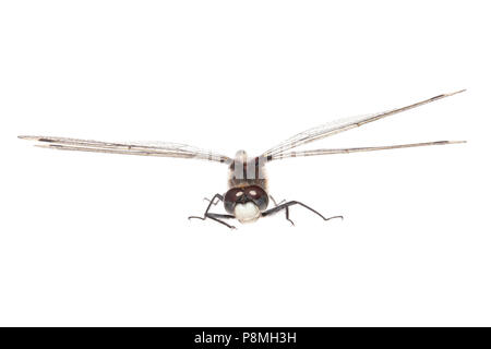 Große, weiße-faced Darter gegen einen weißen Hintergrund isoliert Stockfoto