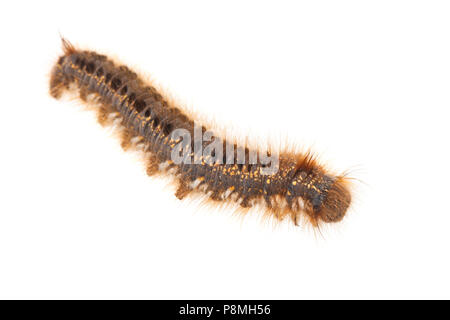 Caterpillar, ein Trinker vor einem weißen Hintergrund isoliert Stockfoto