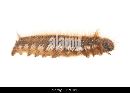 Caterpillar, ein Trinker vor einem weißen Hintergrund isoliert Stockfoto