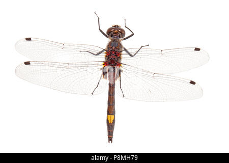 Große, weiße-faced Darter gegen einen weißen Hintergrund isoliert Stockfoto