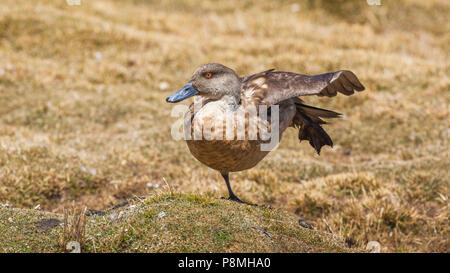 Crested Duck (Lophonetta specularoides) Stretching Stockfoto