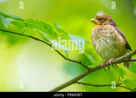 Juvenile hawfinch in einer Linde Stockfoto