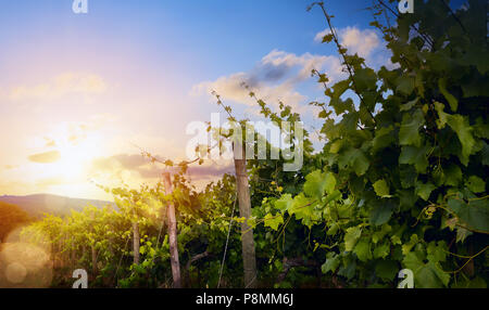 Sonnenaufgang über Traube Weinberg; Sommer Weingut Region morgen Landschaft Stockfoto