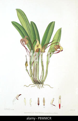 . 586 Woolward - Die Gattung Masdevallia - Masdevallia fractiflexa Stockfoto