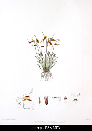 . 586 Woolward - Die Gattung Masdevallia - Masdevallia triaristella Stockfoto
