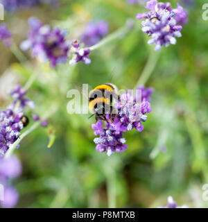 Eine große Hummel auf der Suche nach Pollen auf einem Lavendel Blume zu ernähren sich in einem Garten in Alsager Cheshire England Vereinigtes Königreich Großbritannien Stockfoto