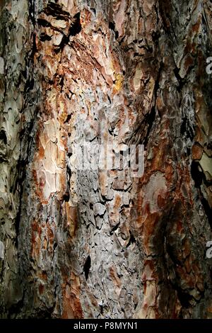 Sunlit Pine Tree bark am Nachmittag Licht Stockfoto