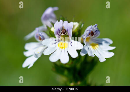 Augentrost (Euphrasia officinalis), in der Nähe eines einsamen Blume Kopf gegen einen einfachen grünen Hintergrund. Stockfoto