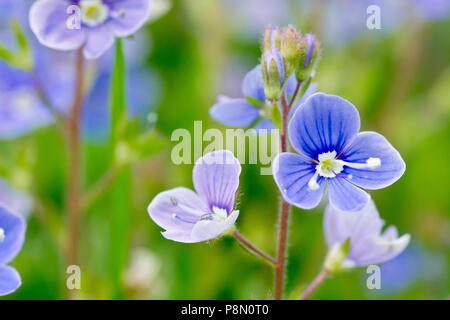 Germander Ehrenpreis (Veronica chamaedrys), in der Nähe einer einzelnen Blüte Spike mit geringer Tiefenschärfe. Stockfoto