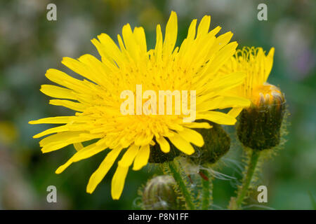 Mehrjährig Sowthistle (sonchus arvensis), Nahaufnahme, wie eine einzelne Blume mit Knospen. Stockfoto