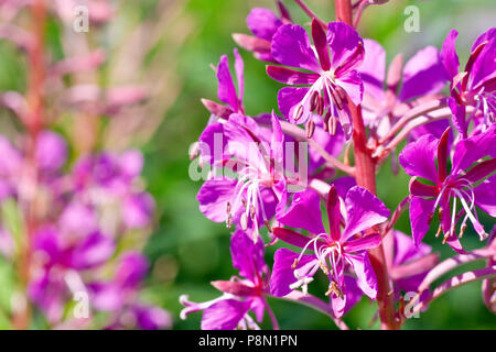 Rosebay Willowherb (Chamerion, Chamaenerion oder epilobium angustifolium), Nahaufnahme einer Gruppe von Blüten auf dem Blütenstachel. Stockfoto