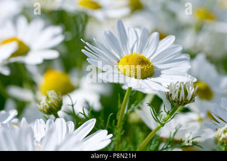 Geruchlos Mayweed (tripleurospermum inodorum), Nahaufnahme, wie eine einzelne Blume von vielen. Stockfoto