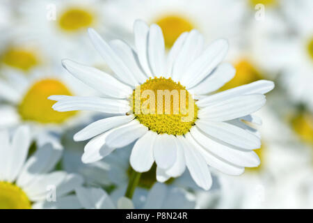 Geruchlos Mayweed (tripleurospermum inodorum), Nahaufnahme, wie eine einzelne Blume von vielen. Stockfoto