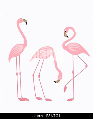 Vector Illustration eines rosa Flamingo. Tropischer vogel Flamingos Stock Vektor