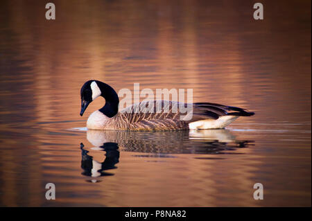 Eine kanadische Gans gegen warme Herbst Töne im Wasser an einem frostigen Morgen wider. Stockfoto