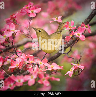Eine orange-gekrönten Warbler. Eine kleine Songbird mit spürbar wies Bill, kurze Flügelspannweite und quadratische Schwanz in einer Blüte rosa Hartriegelbaum thront. Stockfoto