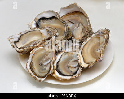 Rohe Austern Öffnen präsentiert auf einer Platte Stockfoto