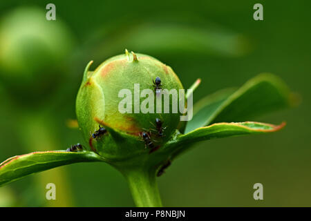 Regentropfen sind auf die weiße Pfingstrose Knospe sichtbar. Ameisen kriechen auf dem BUD. Marco, Natur, Blumen, Russland, Moskau, Shatura. Unblown weiße Pfingstrose Stockfoto