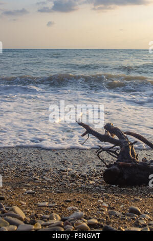 Treibholz, gewaschen, am Meer auf einem Kiesstrand, transparente Wellen mit Schaum, an einem warmen Sommertag Stockfoto