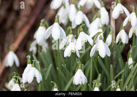 Ein Haufen weißer Schneeglöckchen (Galanthus sp.) blüht im Schnee Stockfoto