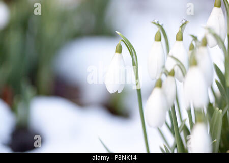 Weißer Schneeglöckchen (Galanthus sp.) blüht im Schnee Stockfoto